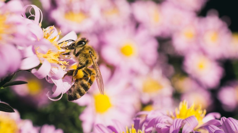 Macro Adventure — Climate Change & Bees – Taiwan Pavilion Presented by ...