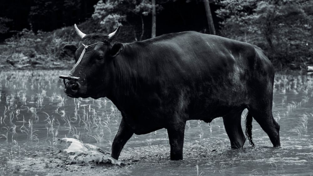 BLACK-OX_1