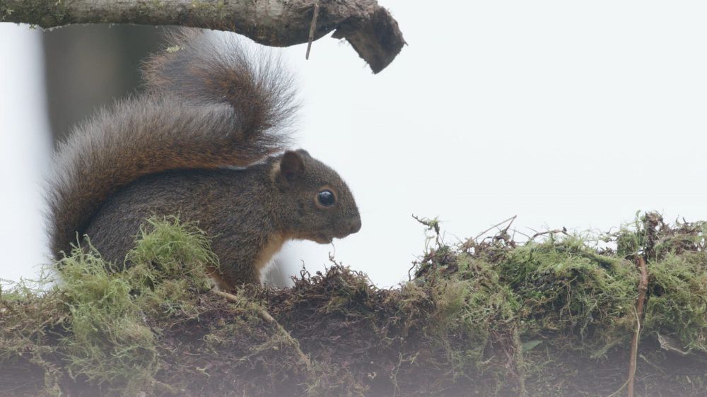 SEVEN-AGES-OF-A-MAN_3