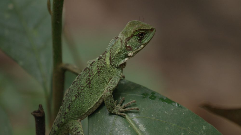 SEVEN-AGES-OF-A-MAN_5