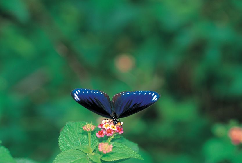 BUTTERFLY-ODYSSEY_2