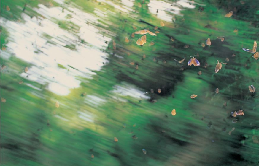 BUTTERFLY-ODYSSEY_3