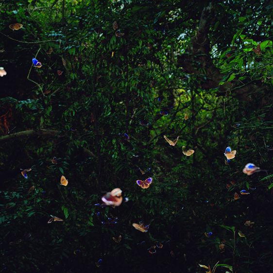 BUTTERFLY-ODYSSEY_5